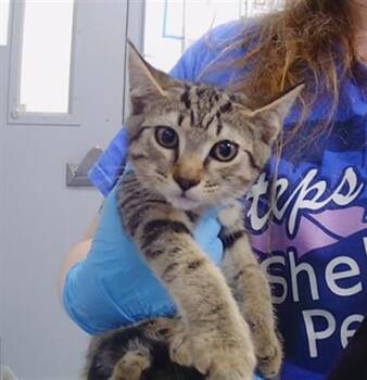 FLORA -  Domestic Short Hair Cat for Adoption in Charlotte, North Carolina - FLORA | PetCurious