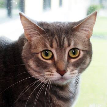 Gracie -  Domestic Short Hair Cat for Adoption in West Palm Beach, Florida - Gracie | PetCurious