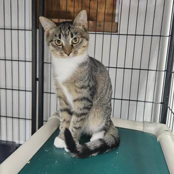 Trefoil -  Domestic Short Hair Cat for Adoption in Ridgely, Maryland - Trefoil | PetCurious