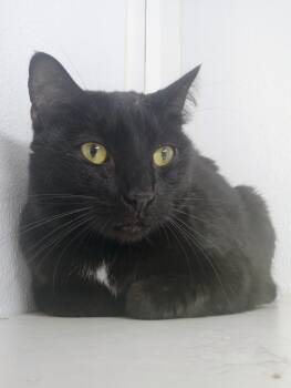 Meenie -  Domestic Short Hair Cat for Adoption in Corpus Christi, Texas - Meenie | PetCurious
