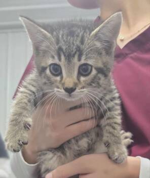 Rescue Domestic Short Hair Cats for Adoption in Hillsdale, Indiana - Dopey | PetCurious