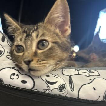 Rescue Domestic Short Hair Cats for Adoption in Chicago, Illinois - Yesi (bonded With Lali) | PetCurious