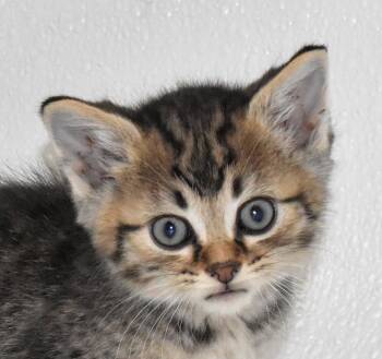 Rescue Domestic Short Hair Cats for Adoption in Springfield, Ohio - Winslow | PetCurious