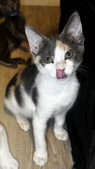 Mischief -  Dilute Calico and Domestic Short Hair Cat for Adoption in Seal Beach, California - Mischief | PetCurious