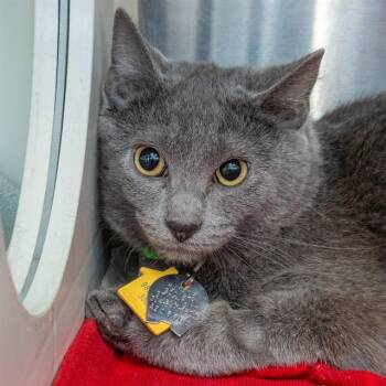 Domestic Short Hair Cats Available for Adoption - COWBELL | PetCurious