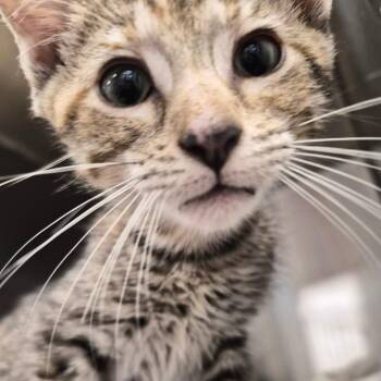 Biscuit -  Domestic Short Hair Cat for Adoption in Bentonville, Arkansas - Biscuit | PetCurious
