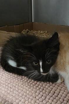 Purrlock -  Domestic Medium Hair and Domestic Short Hair Cat for Adoption in Clinton, Missouri - Purrlock | PetCurious