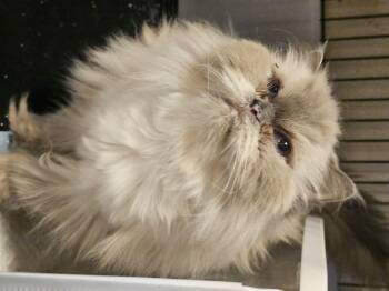 Rescue Himalayan Cats for Adoption in Belle Isle, Florida - Lisa | PetCurious