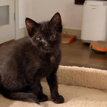 Kuro-Neko -  Domestic Short Hair Cat for Adoption in Houston, Texas - Kuro-Neko | PetCurious