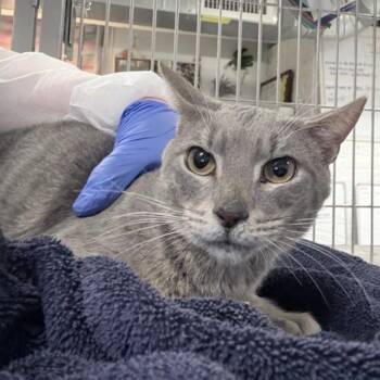 Domestic Short Hair Cats Available for Adoption - Baya Bar | PetCurious