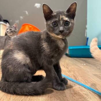 Violet -  Domestic Short Hair Cat for Adoption in New York, New York - Violet | PetCurious