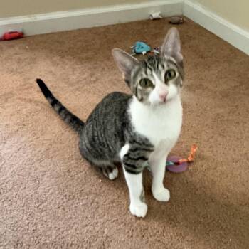 Dora -  Domestic Short Hair Cat for Adoption in Alexandria, Louisiana - Dora | PetCurious