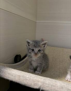 Phil -  Domestic Short Hair Cat for Adoption in San Diego, California - Phil | PetCurious