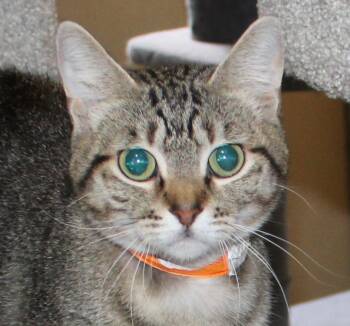 Rescue Domestic Short Hair Cats for Adoption in Huron, South Dakota - Soba | PetCurious