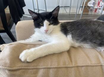 Rescue Domestic Medium Hair Cats for Adoption in San Francisco, California - Charlie | PetCurious