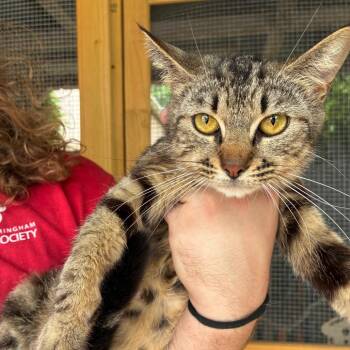 Tay -  Domestic Short Hair Cat for Adoption in Birmingham, Alabama - Tay | PetCurious