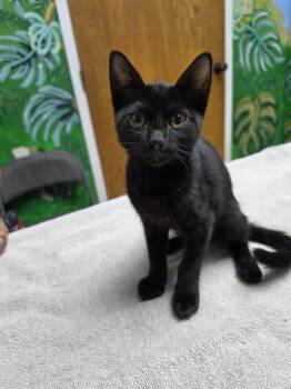 Sophus -  American Shorthair Cat for Adoption in Grand Prairie, Texas - Sophus | PetCurious