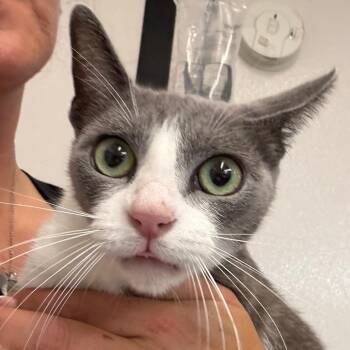 Domestic Short Hair Cats Available for Adoption in Lake Jackson, Texas - Katelyn | PetCurious