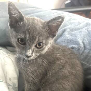 Rescue Domestic Short Hair Cats for Adoption in Durham, North Carolina - Grimm | PetCurious