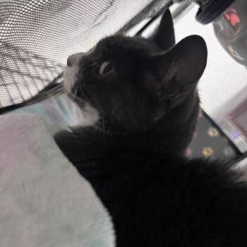 Mia -  Domestic Short Hair Cat for Adoption in Philadelphia, Pennsylvania - Mia | PetCurious