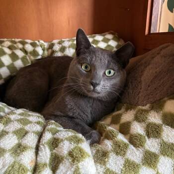 Russian Blue Cats Available for Adoption in Carmel, Indiana - Grable | PetCurious