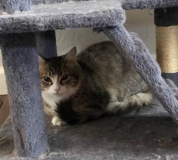 Rachel -  Domestic Medium Hair Cat for Adoption in Reno, Nevada - Rachel | PetCurious