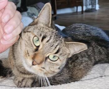 Rescue Tabby Cats for Adoption in London, Ontario - Cinnamon | PetCurious