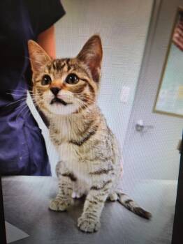 Coco -  Domestic Short Hair Cat for Adoption in Athens, Tennessee - Coco | PetCurious