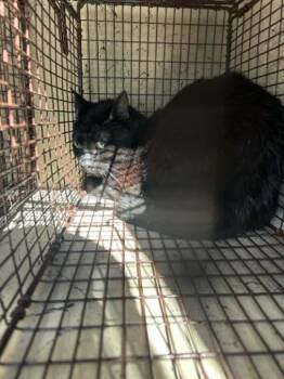 Domestic Short Hair Cats Available for Adoption in West Palm Beach, Florida - PIE | PetCurious