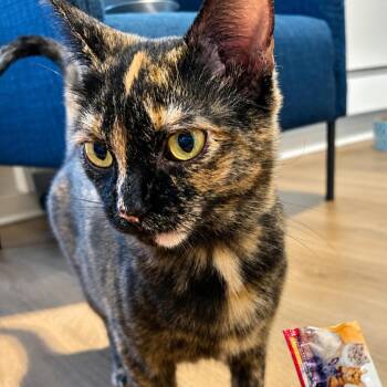 Lady Elaine Fairchilde -  Domestic Short Hair Cat for Adoption in Gibsonia, Pennsylvania - Lady Elaine Fairchilde | PetCurious