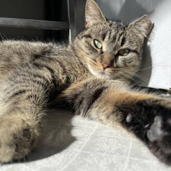 Rescue Domestic Short Hair Cats for Adoption - Millie B | PetCurious