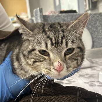 Domestic Short Hair Cats Available for Adoption in Greenville, South Carolina - Tyrone | PetCurious