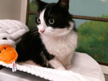 Domestic Long Hair Cats Available for Adoption in Houston, Texas - MILADY | PetCurious