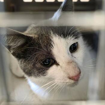 Jack -  Domestic Short Hair Cat for Adoption in Fairport, New York - Jack | PetCurious