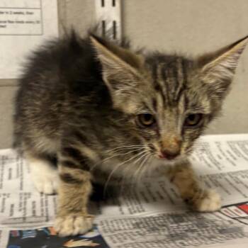 Gretta -  Domestic Short Hair Cat for Adoption in Yuma, Arizona - Gretta | PetCurious