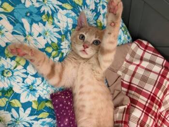 Leo, the Blue-Eyed Boy -  Domestic Short Hair Cat for Adoption in Franklin Township, New Jersey - Leo, The Blue-Eyed Boy | PetCurious