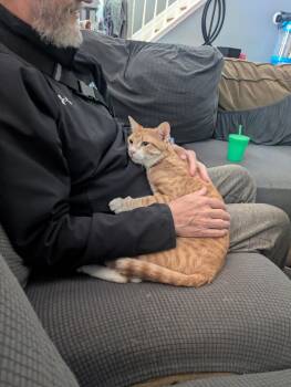 Domestic Short Hair Cats Available for Adoption in Milton, Georgia - Isolde | PetCurious