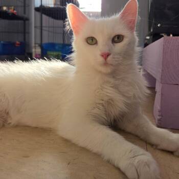 Missy Elliot -  Domestic Long Hair Cat for Adoption in Warwick, Rhode Island - Missy Elliot | PetCurious