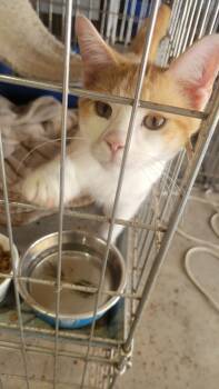 Rescue Domestic Short Hair Cats for Adoption in Virginia, Minnesota - Felix | PetCurious