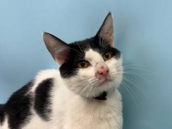 Edo -  Domestic Short Hair Cat for Adoption in Woodbury, Minnesota - Edo | PetCurious