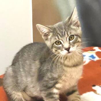 Lindsay -  Domestic Short Hair Cat for Adoption in San Jacinto, California - Lindsay | PetCurious