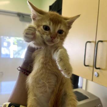 Abejita -  Domestic Short Hair Cat Available for Adoption in Los Angeles, California - Abejita | PetCurious