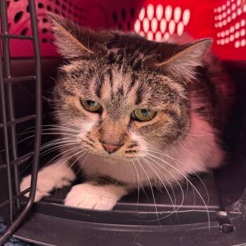 Shyla -  Domestic Short Hair Cat for Adoption in Murray, Utah - Shyla | PetCurious