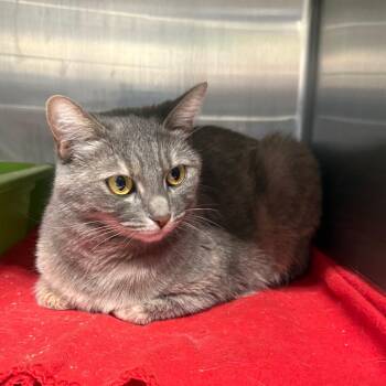 Chamomile -  Domestic Short Hair Cat for Adoption in Spokane, Washington - Chamomile | PetCurious