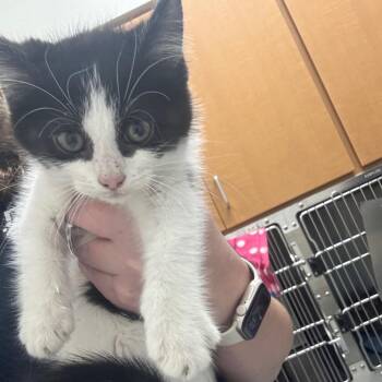 Domestic Short Hair Cats Available for Adoption in Grand Rapids, Michigan - Isle - Chow Hound Northland | PetCurious
