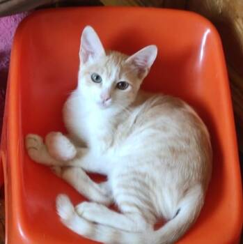 Maxwell M -  Egyptian Mau Cat for Adoption in Brampton, Ontario - Maxwell M | PetCurious