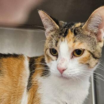 Domestic Short Hair Cats Available for Adoption in Bentonville, Arkansas - Chappell | PetCurious