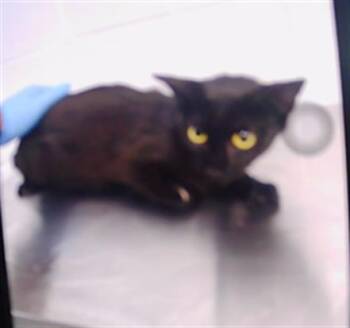 A1267784 -  American Shorthair Cat for Adoption in Charlotte, North Carolina - A1267784 | PetCurious