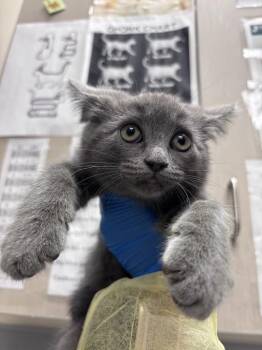 CHRISTINA -  Domestic Short Hair Cat Available for Adoption in Las Vegas, Nevada - CHRISTINA | PetCurious
