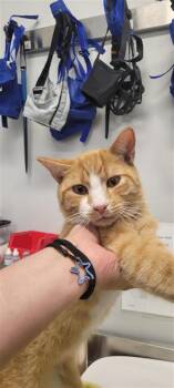 Spinner -  Domestic Short Hair Cat for Adoption in West Chester, Pennsylvania - Spinner | PetCurious
